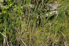 Festuca paniculata