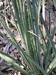 Yucca constricta