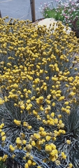 Conostylis candicans
