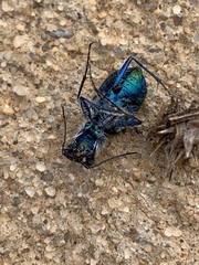 Cicindela scutellaris scutellaris