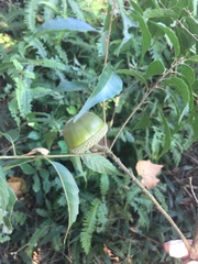 Lithocarpus konishii