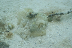 Dardanus scutellatus