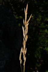 Festuca paniculata