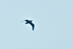 Stercorarius skua