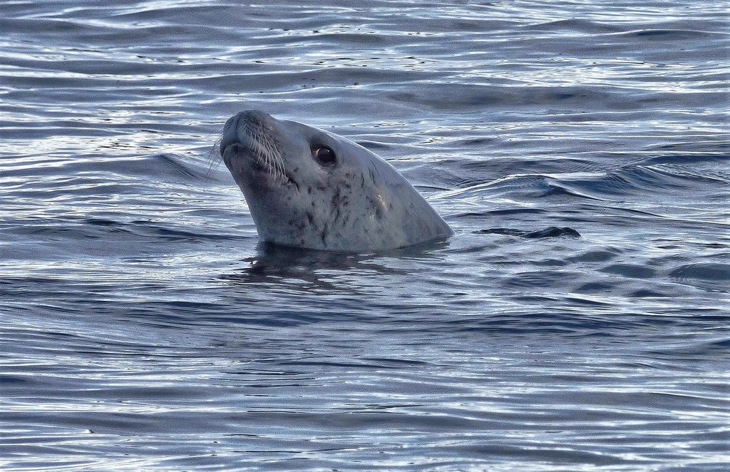Crabeater seal with head raised above the water in the Southern Ocean