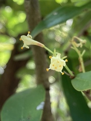 Daphnopsis racemosa