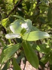 Daphnopsis racemosa