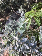 Acacia podalyriifolia