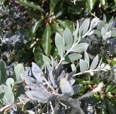 Acacia podalyriifolia