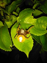 Eriophora edax