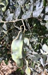 Acacia podalyriifolia