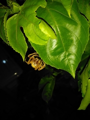 Eriophora edax