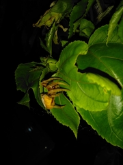 Eriophora edax