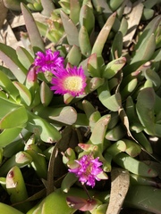 Carpobrotus modestus