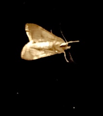 Glaphyria sesquistrialis