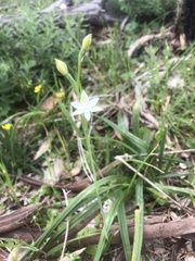 Thelymitra albiflora