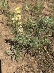 Lupinus sulphureus