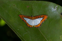 Nymphidium caricae