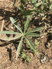 Lupinus sulphureus