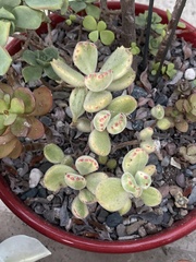 Cotyledon tomentosa
