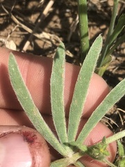 Lupinus sulphureus