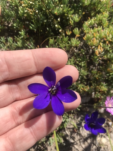 Geissorhiza aspera