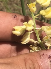 Lupinus sulphureus
