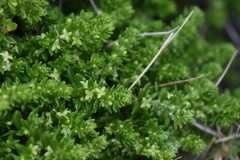 Galium ericoides
