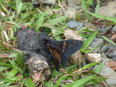 Mimardaris porus