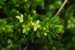 Galium ericoides
