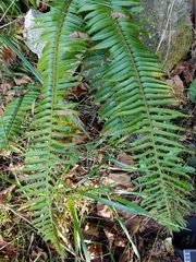 Polystichum munitum