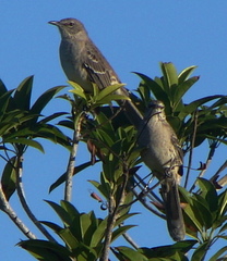 Mimus gundlachii