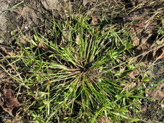 Cyperus compressus
