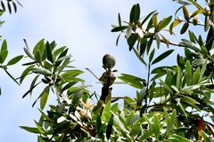 Agathis macrophylla