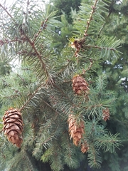 Pseudotsuga menziesii