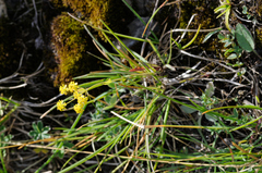 Bupleurum ranunculoides