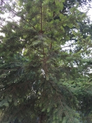 Pseudotsuga menziesii