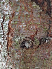 Pseudotsuga menziesii