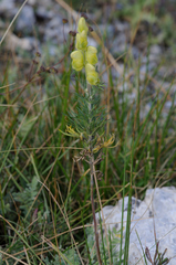 Aconitum anthora