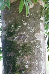 Agathis macrophylla
