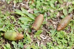 Agathis macrophylla