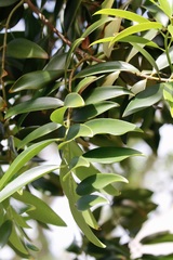 Agathis macrophylla