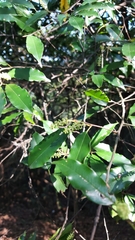 Prunus spinulosa