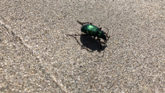 Calosoma schayeri