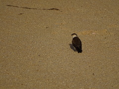 Tachycineta albilinea