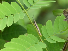 Pyrgomorphidae