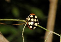 Alagoasa bipunctata perennis