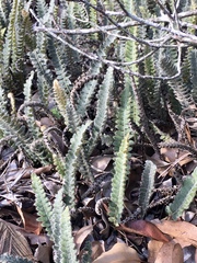 Pleopeltis lepidopteris