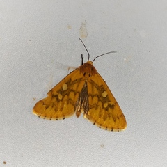 Chrysoecia dela