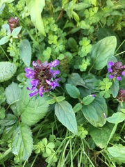 Prunella vulgaris